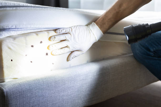 Best Pest Prevention Services  in Springfield, NJ