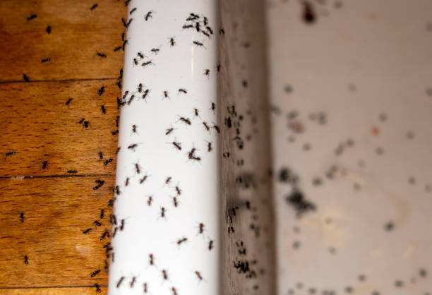 Best Rat Extermination Near Me  in Springfield, NJ