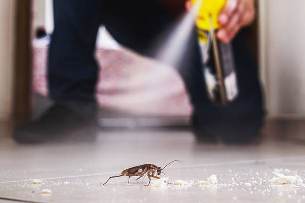 Best Rodent Control Near Me  in Springfield, NJ