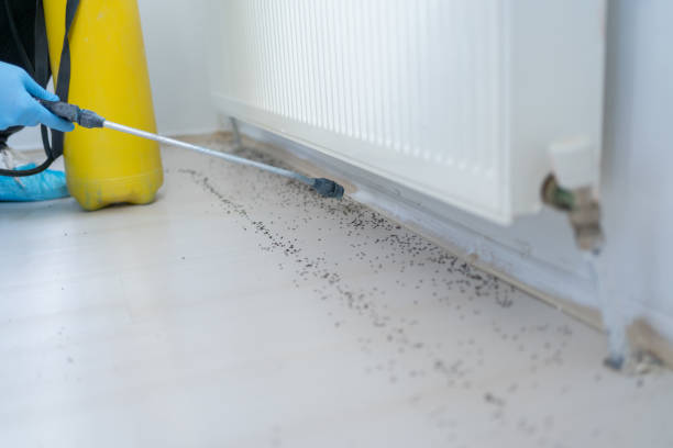 Best Ant Control Services  in Springfield, NJ