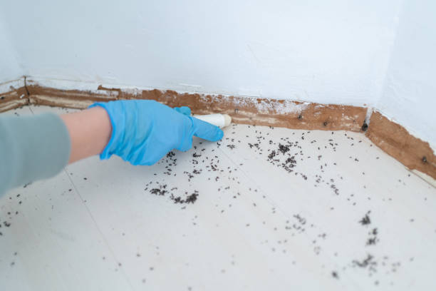 Best Residential Pest Control  in Springfield, NJ